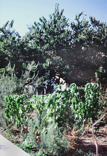 El huerto